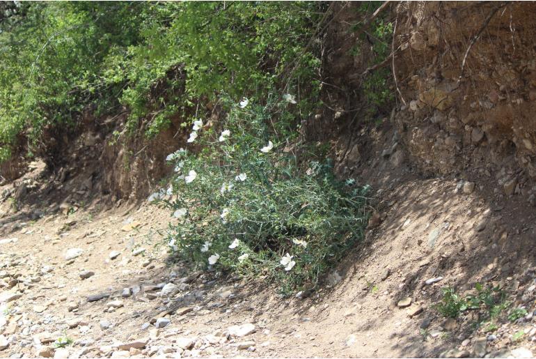 Argemone grandiflora -22716