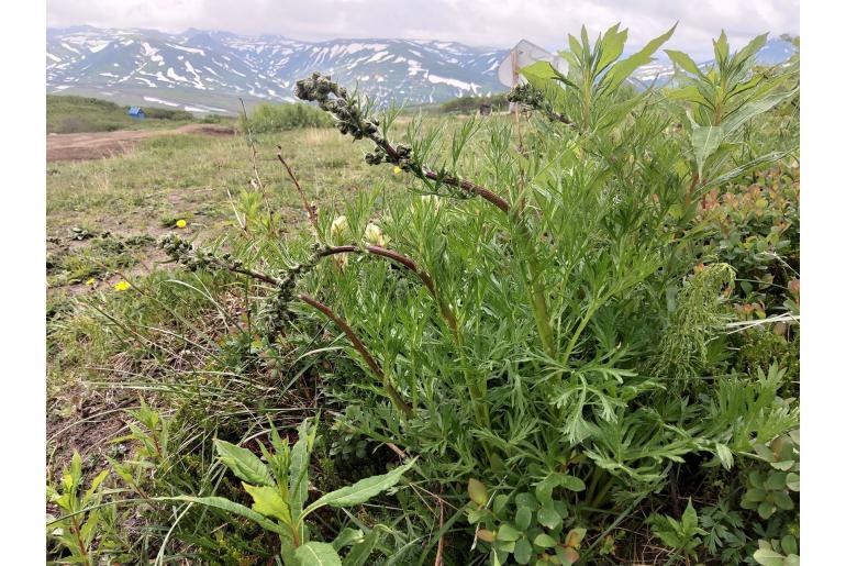 Artemisia norvegica ssp saxatilis -22681