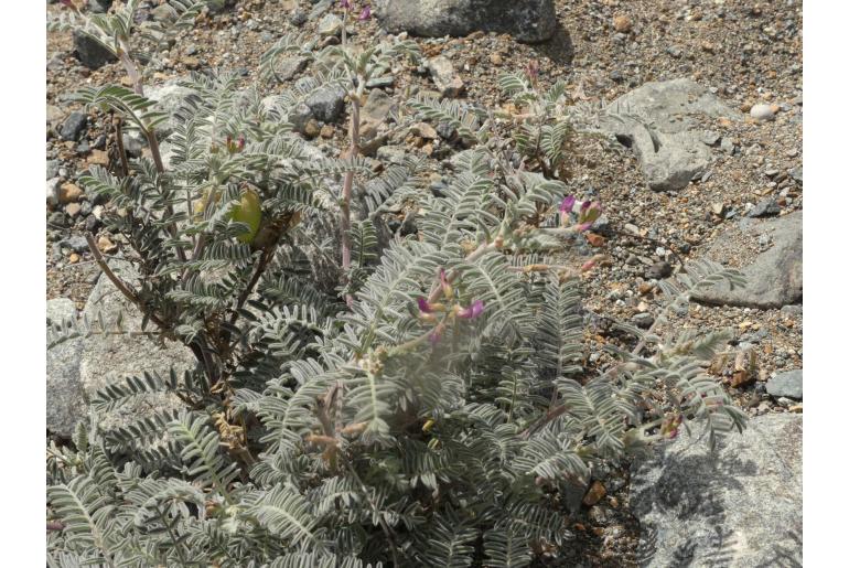 Astragalus paposanus -22594