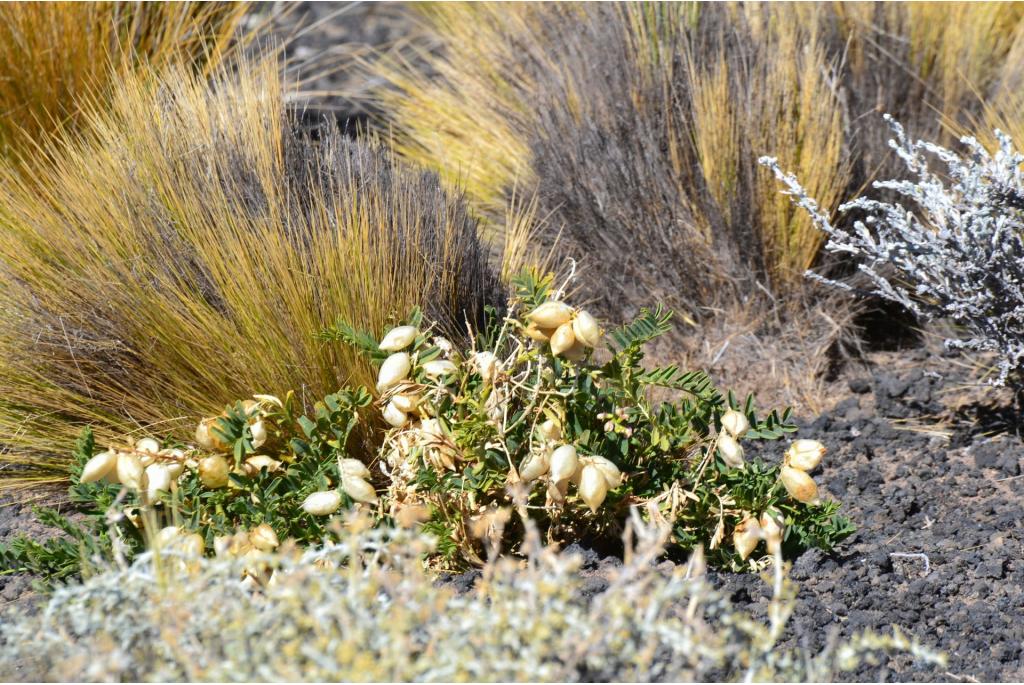 Pehuenche astragalus