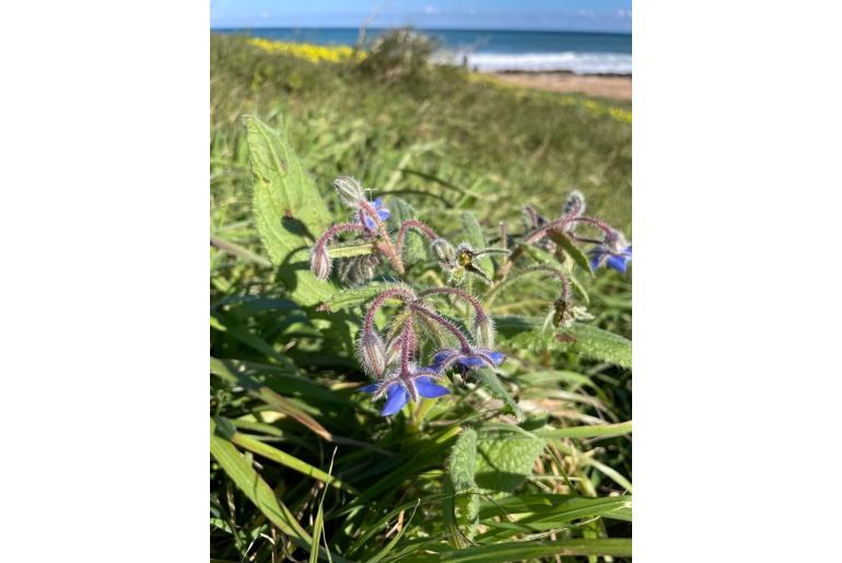 Borago officinalis -22568