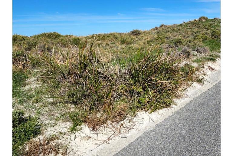 Lepidosperma gladiatum -22585