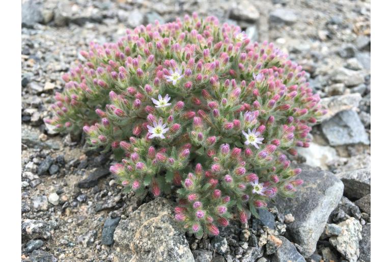 Malesherbia humilis var parviflora -22636