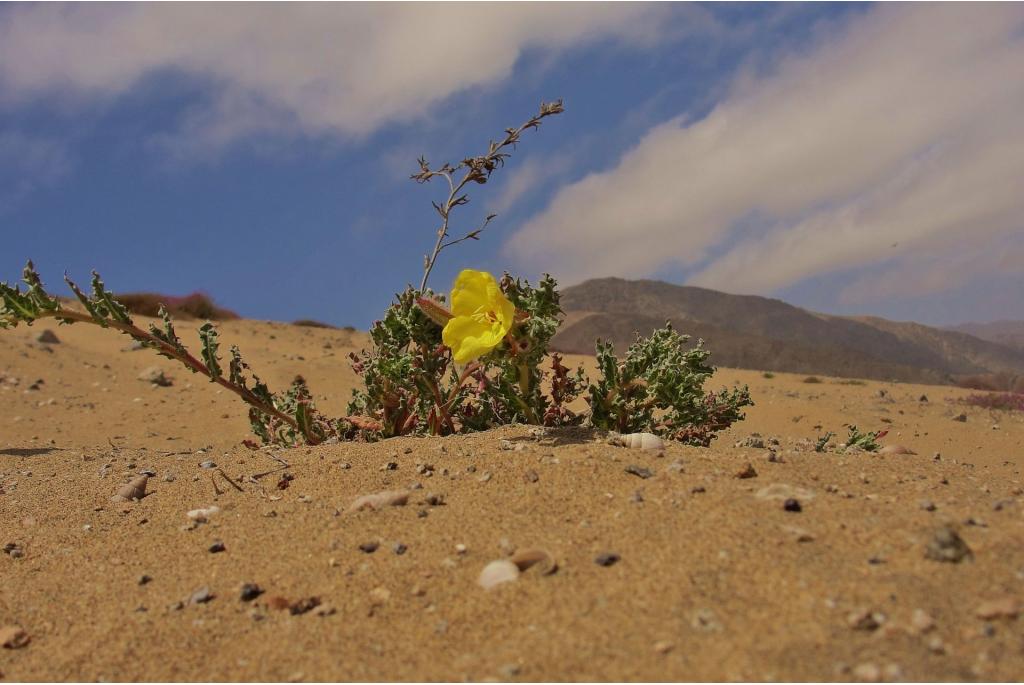 Coquimbo teunisbloem