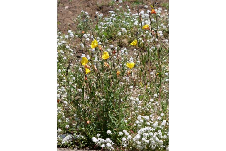 Oenothera elata ssp hookeri -22686