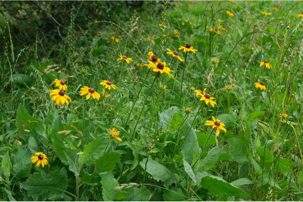 Ruige rudbeckia