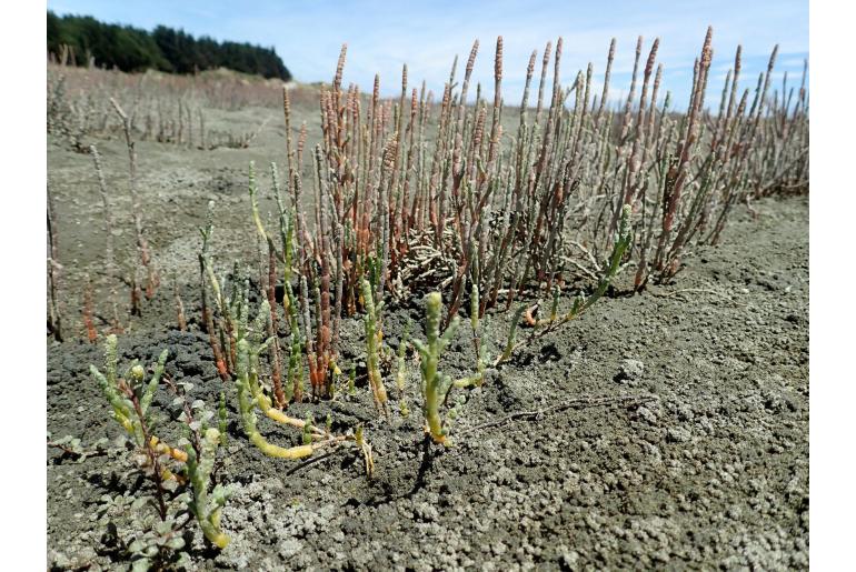 Salicornia quinqueflora -22648