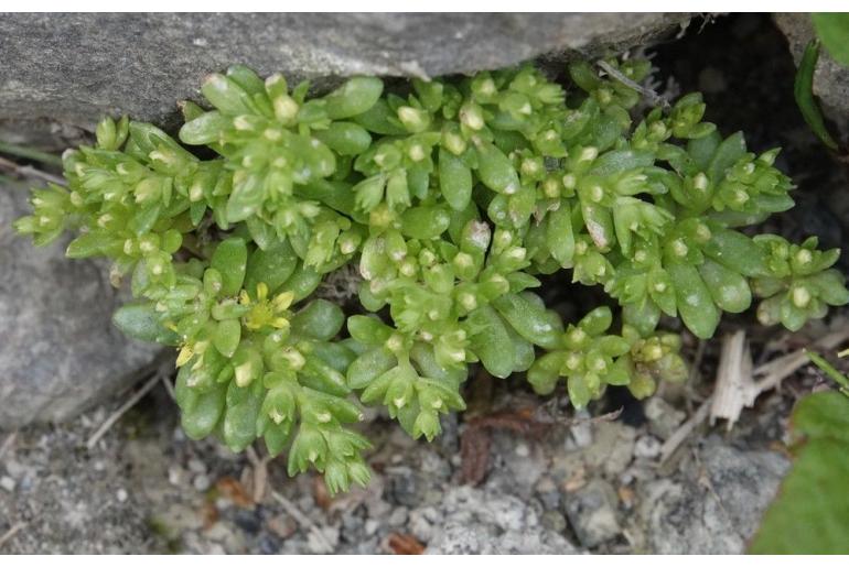 Sedum litoreum -22723