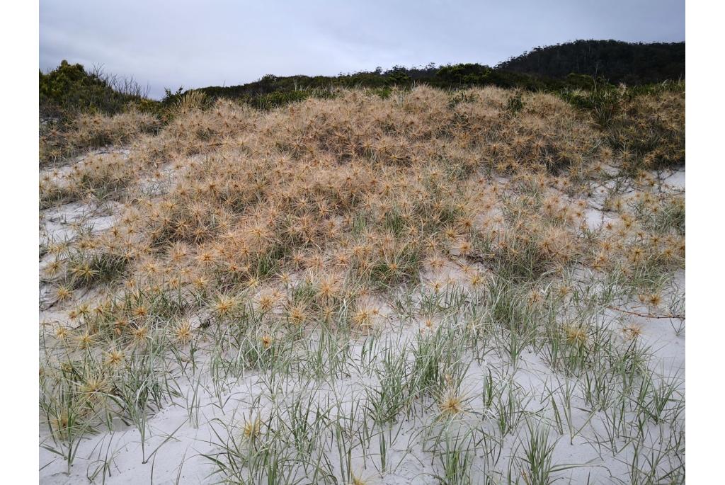 Zijdeachtige spinifex