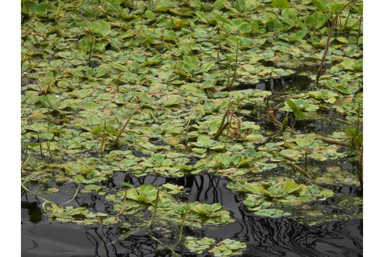 Pistia stratiotes -11