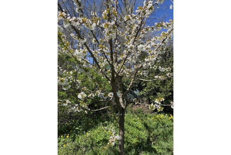 Prunus avium -18