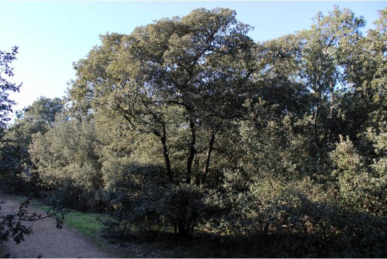 Quercus ilex -21