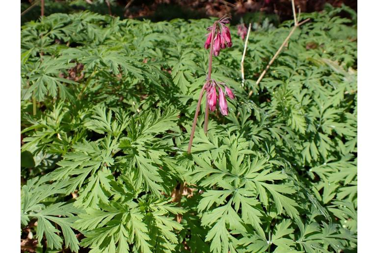 Dicentra formosa -44