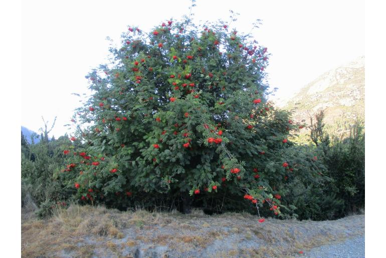 Sorbus aucuparia -50