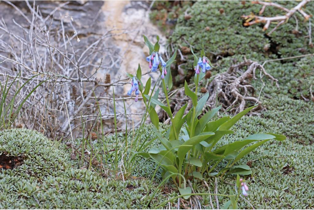 Langwerpig blad Mertensia