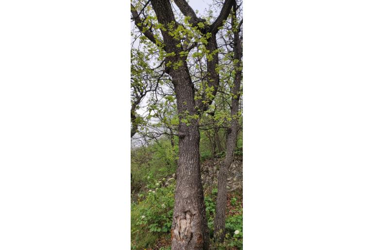 Quercus pubescens -52