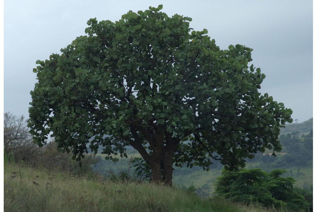 Breedbladige koraalboom