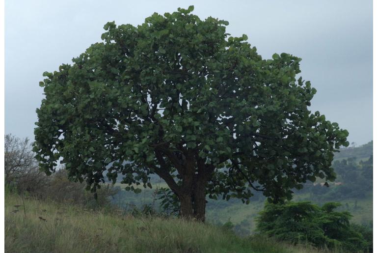 Erythrina latissima -54