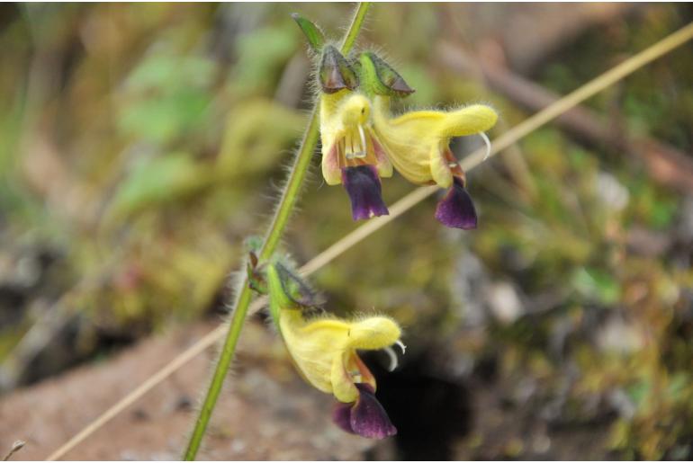 Salvia flava var megalantha -72