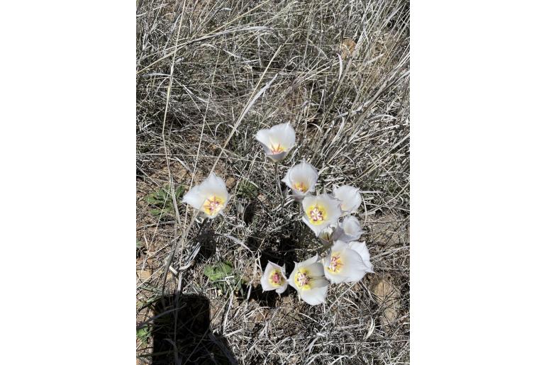 Calochortus ambiguus -77