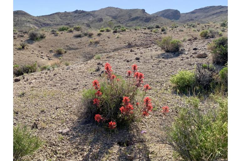 Castilleja chromosa -78