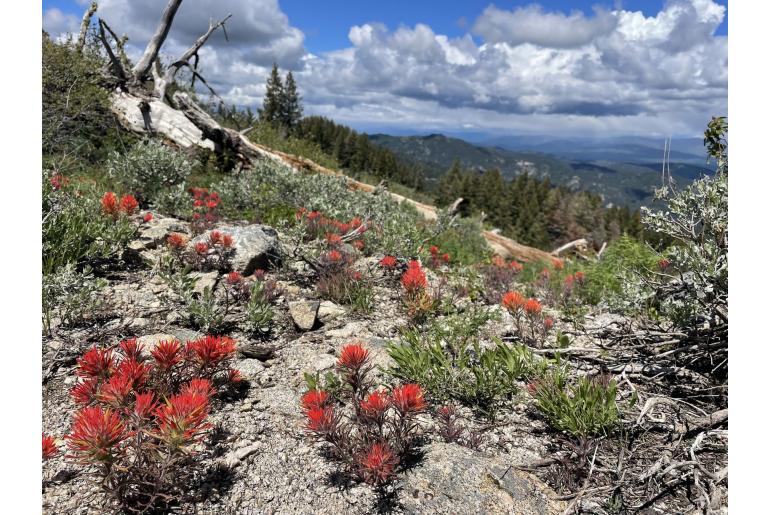 Castilleja covilleana -79