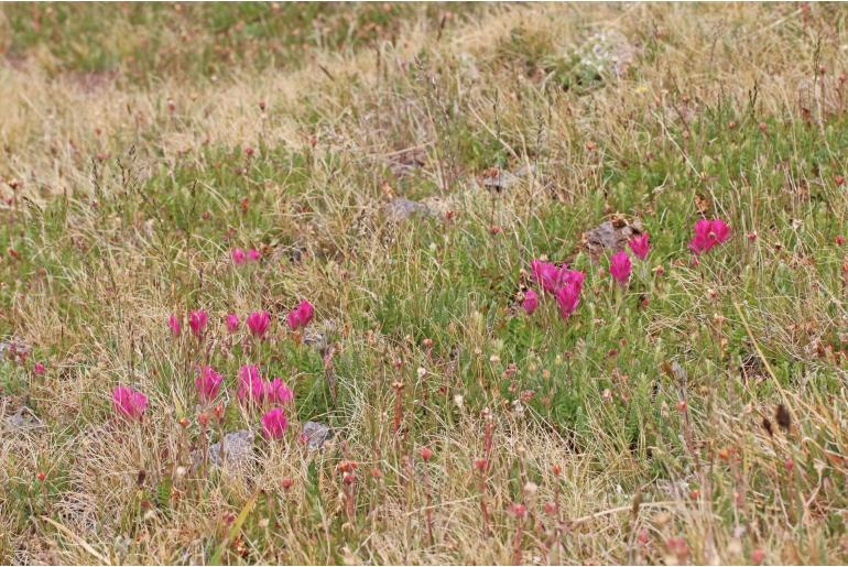 Castilleja parvula -81