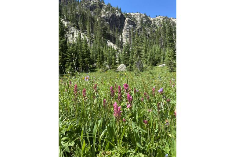 Castilleja rhexiifolia -82