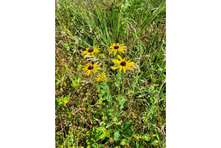 Rudbeckia fulgida -88