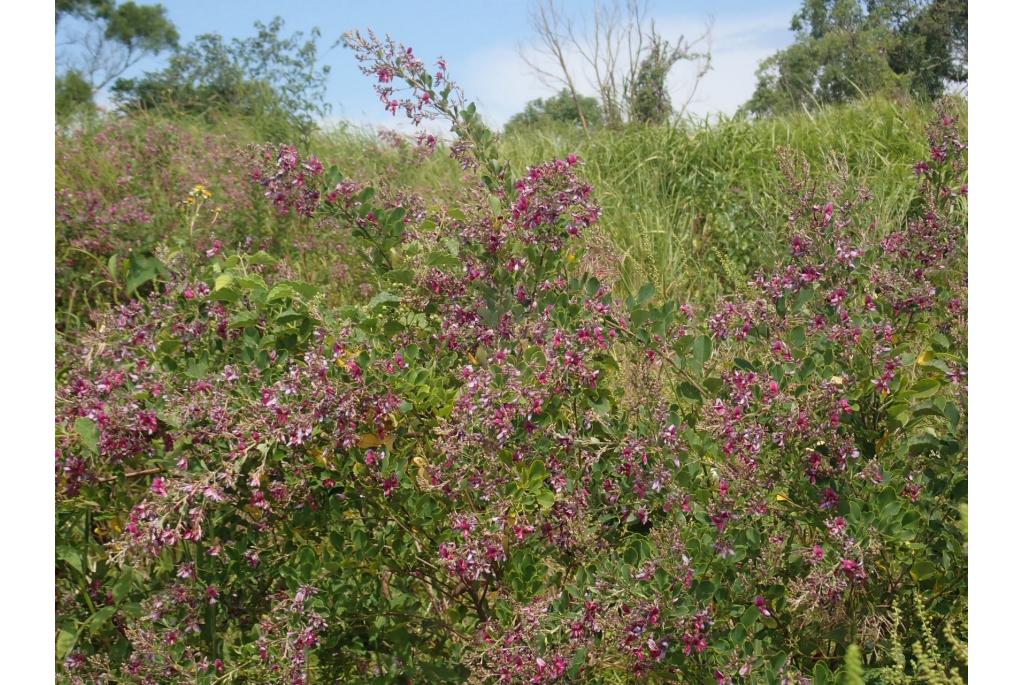 Thunberg's lespedeza