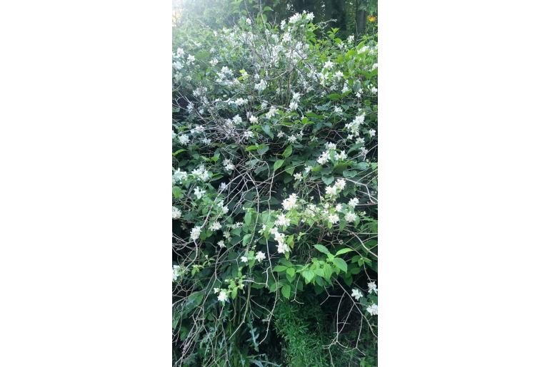 Philadelphus coronarius -107