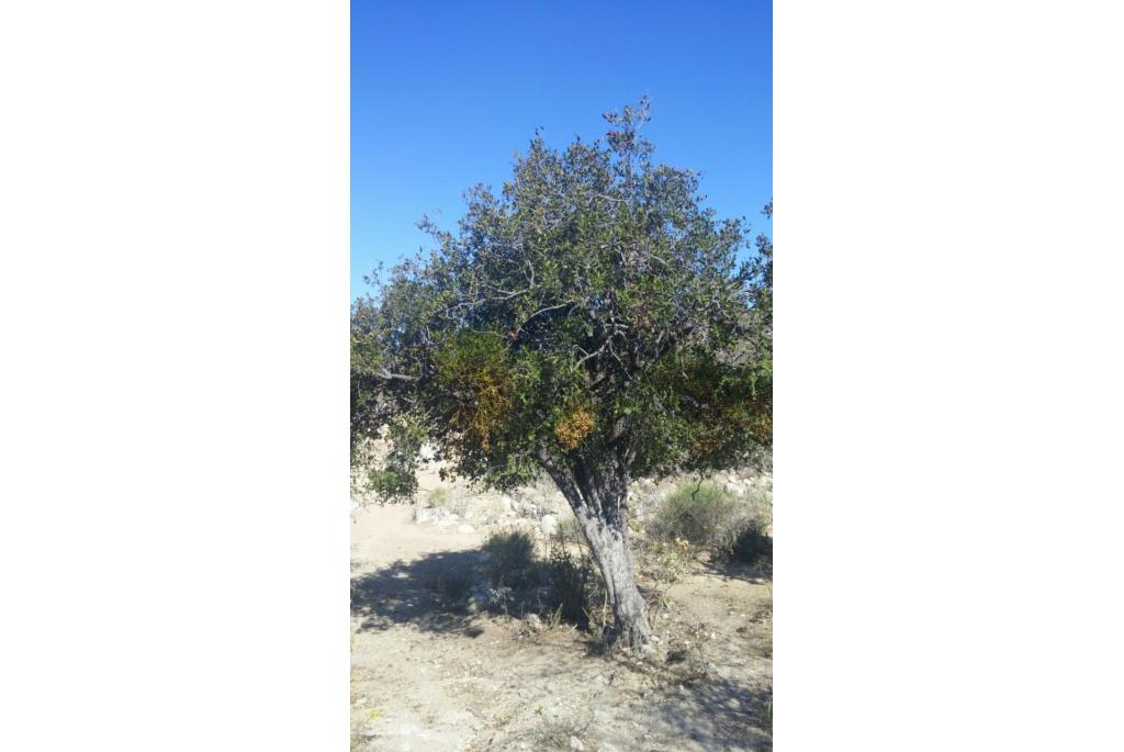 Californische diospyros