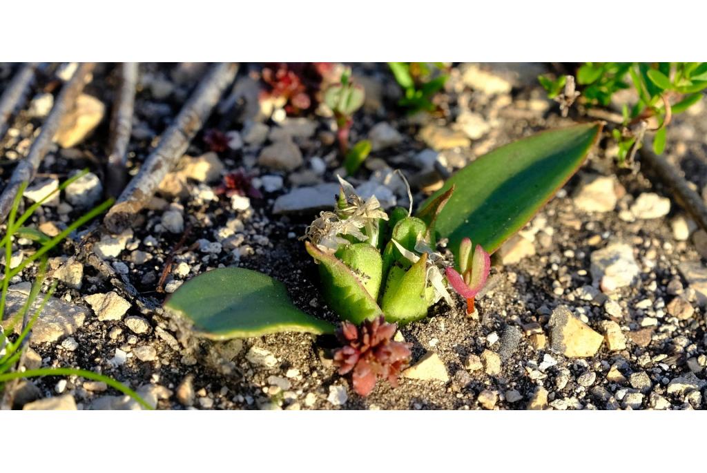 Kalksteen lachenalia