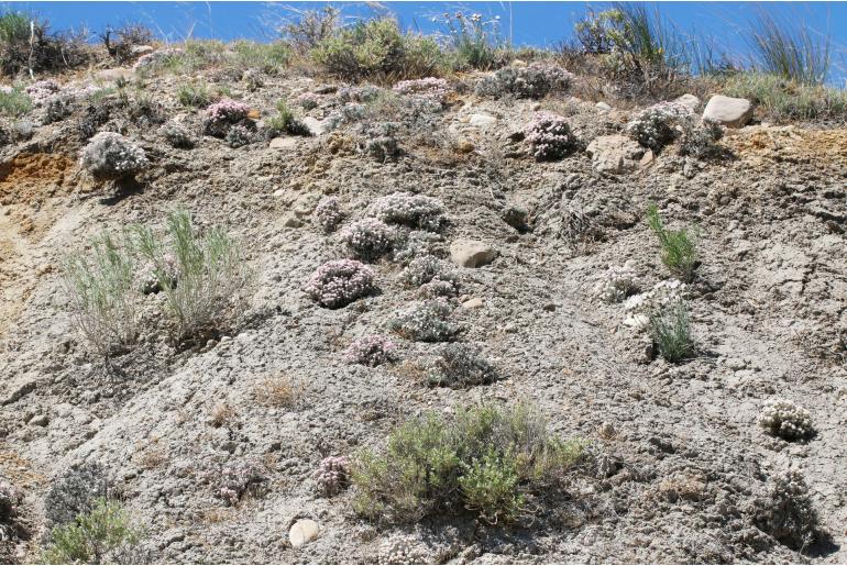 Eriogonum bicolor -119