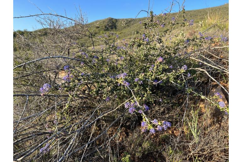 Ceanothus foliosus -135