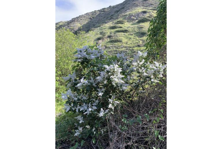 Ceanothus arboreus -140