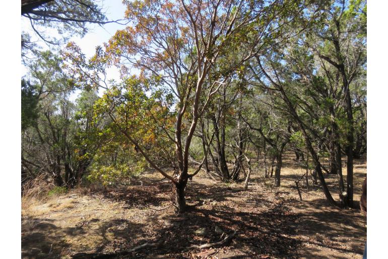 Arbutus xalapensis -142