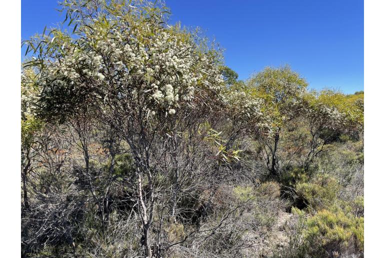 Eucalyptus leptophylla -143