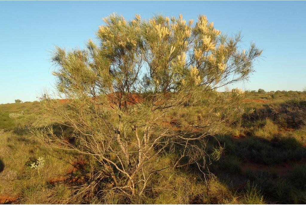 Rammelaar kruidnagel Grevillea