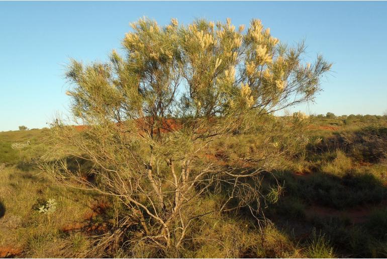 Grevillea stenobotrya -144