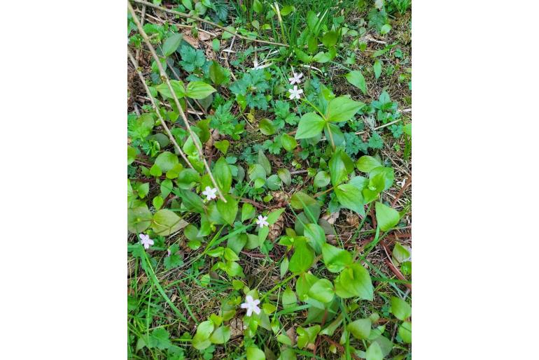 Claytonia sibirica -172