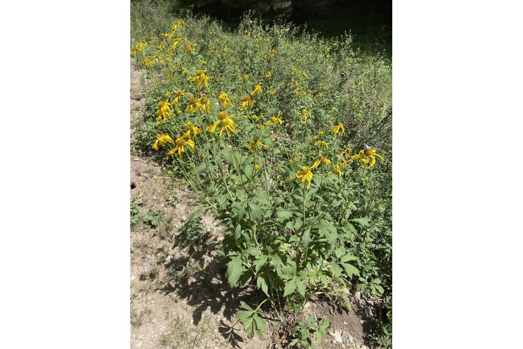 Slipbladige rudbeckia