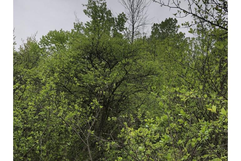 Crataegus crus-galli -189