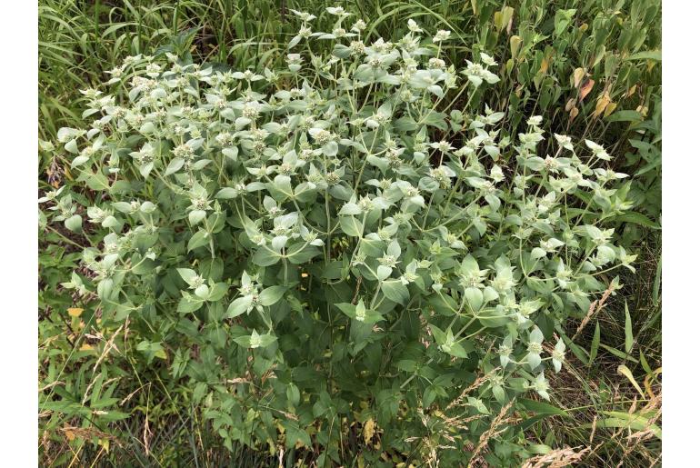 Pycnanthemum muticum -200