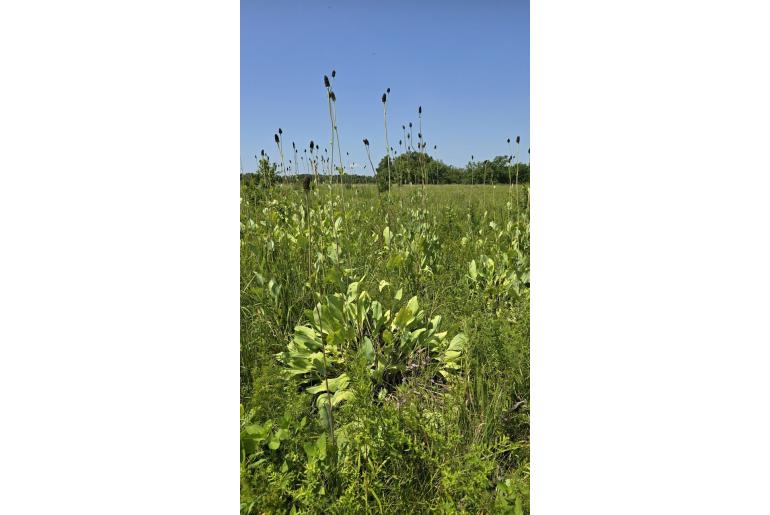 Rudbeckia maxima -204