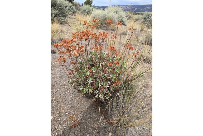 Eriogonum umbellatum var dumosum -230