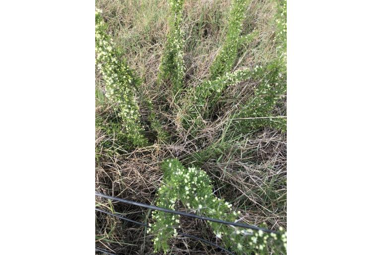 Asparagus suaveolens -232