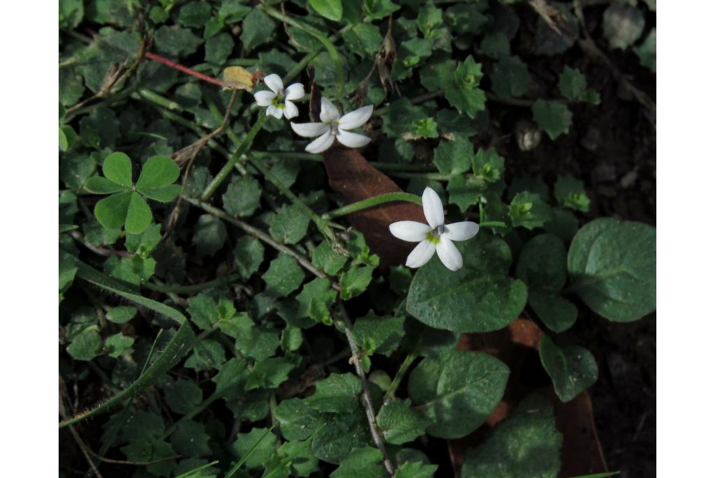 Gazonlobelia