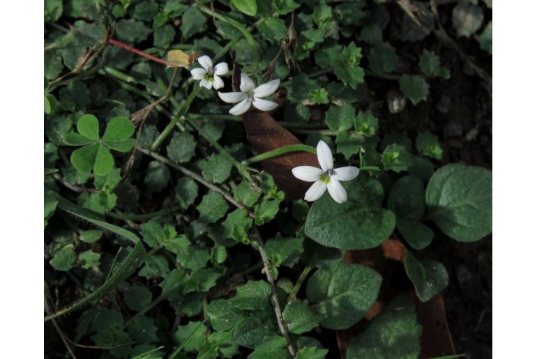 Lobelia pedunculata -238