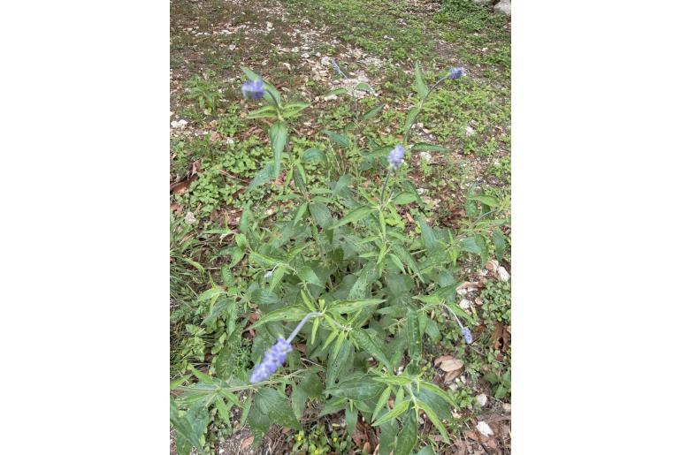 Salvia farinacea -239